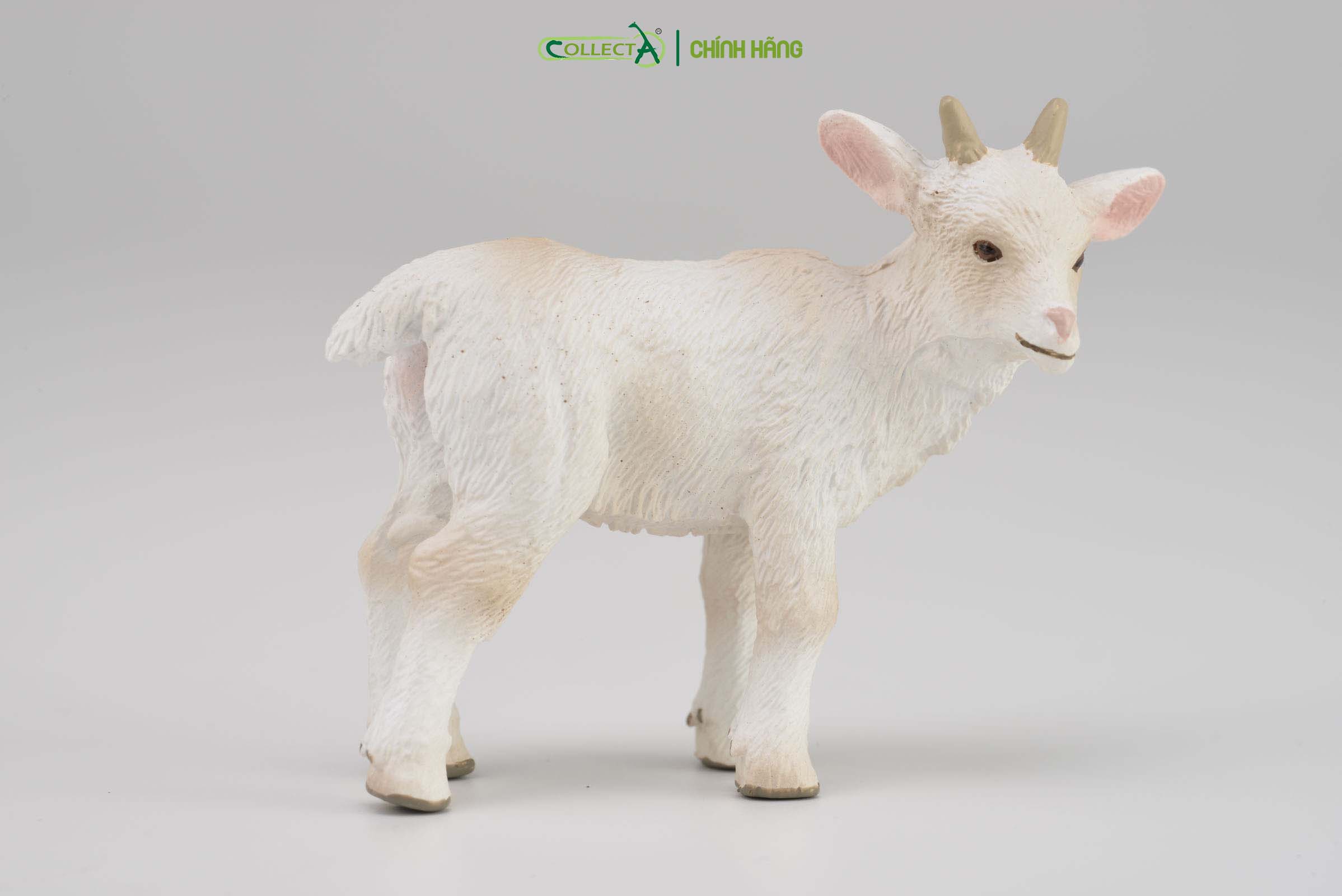 Mô hình thu nhỏ: Dê con - Goat Kid - Standing, hiệu: CollectA, mã HS 9650151[88786] -  Chất liệu an toàn cho trẻ - Hàng chính hãng