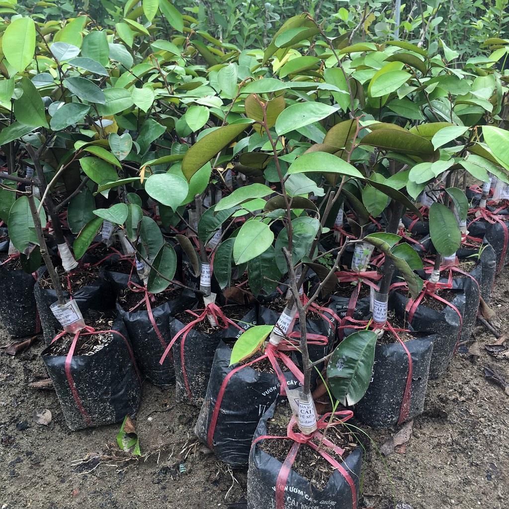 Cây giống vú sữa bơ hồng