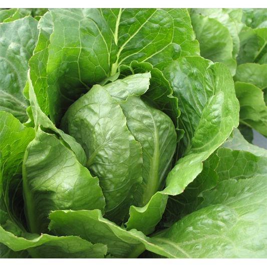 Hạt giống xà lách Romaine gói 2gr - Chịu nhiệt tốt