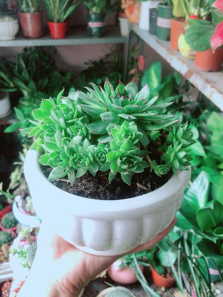 Chậu Cây Phật Bà Xanh