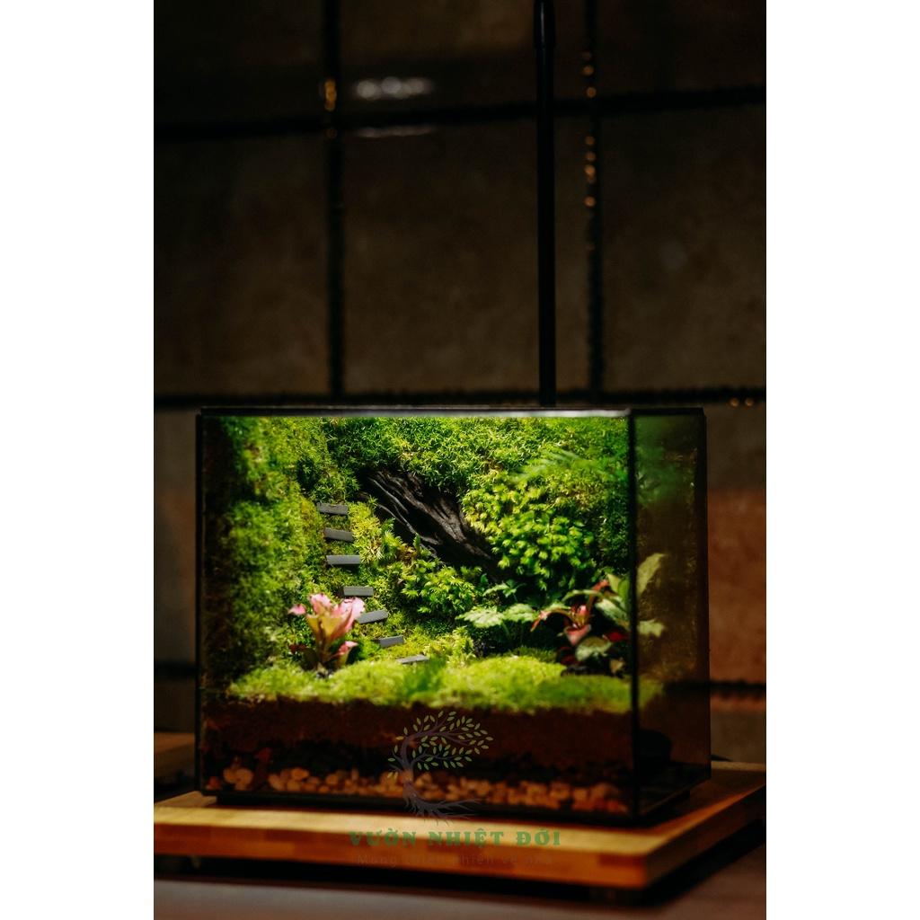 COMBO TỰ SET TERRARIUM-VƯỜN NHIỆT ĐỚI