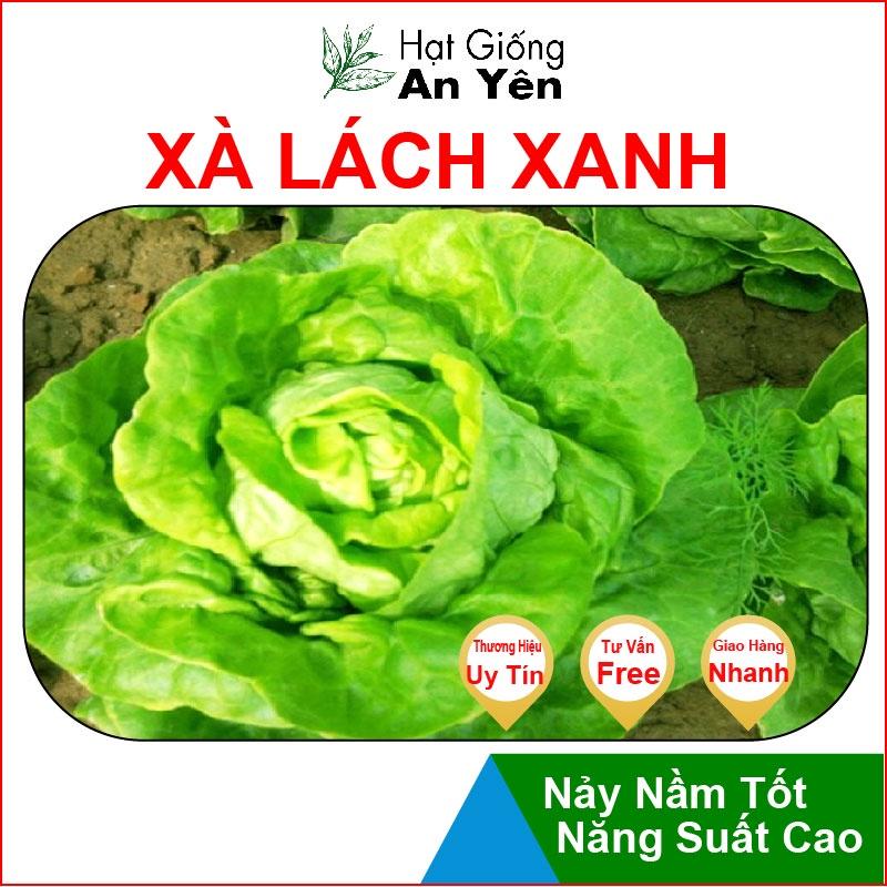 Hạt giống xà lách xanh thu hoạch sớm, dễ trồng, nảy mầm cao, sinh trưởng khoẻ