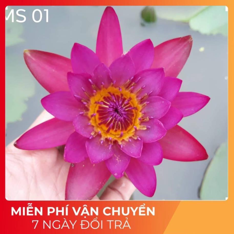 Cây Hoa Súng Đỏ - Hoa Quanh Năm