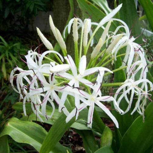 CÂY GIỐNG ĐẠI TƯỚNG QUÂN