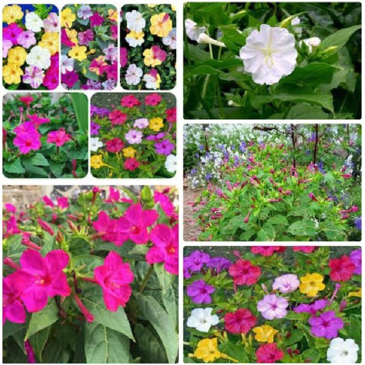 Hạt giống hoa bông phấn mix Nhiều màu 50 hạt/gói