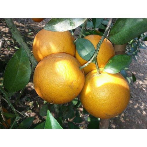 CÂY GIỐNG CAM VINH  SIÊU NGON SIÊU QUẢ- CAM KÊT GIỐNG CHUẨN F1 + Tặng 01 cây dâu da đất