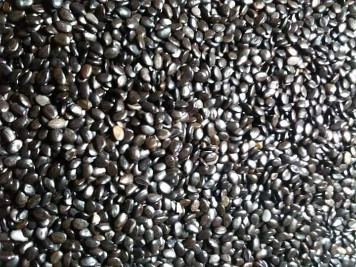500 gram hạt giống Keo Lai trồng rừng