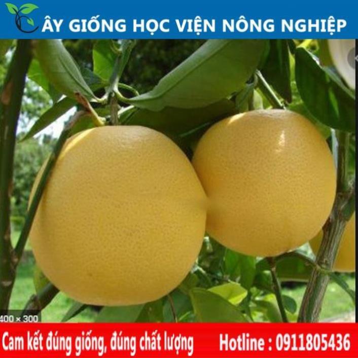 Sản phẩm Cây Ăn Trái cây giống bưởi diễn