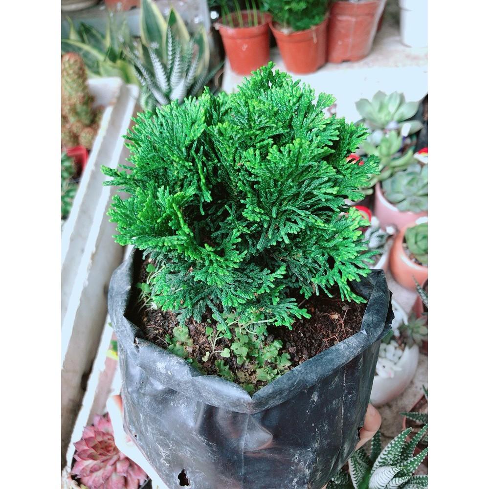 Cây Tùng Trắc Hay Trắc Tùng