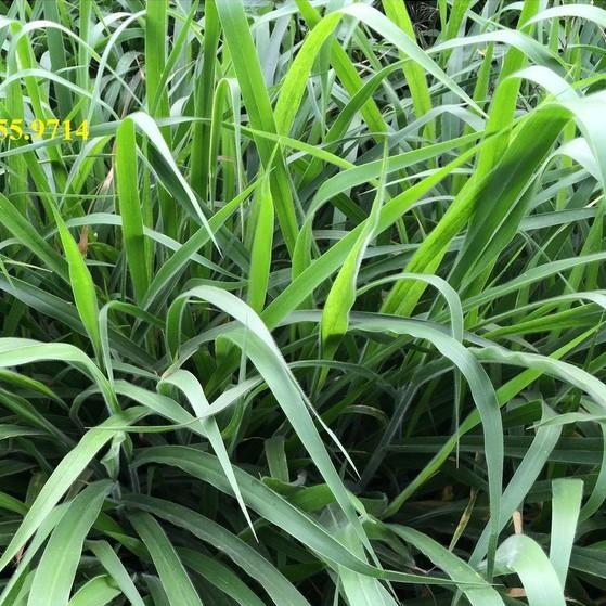 Hạt giống cỏ Ruzi - Cỏ chịu dẫm đạp