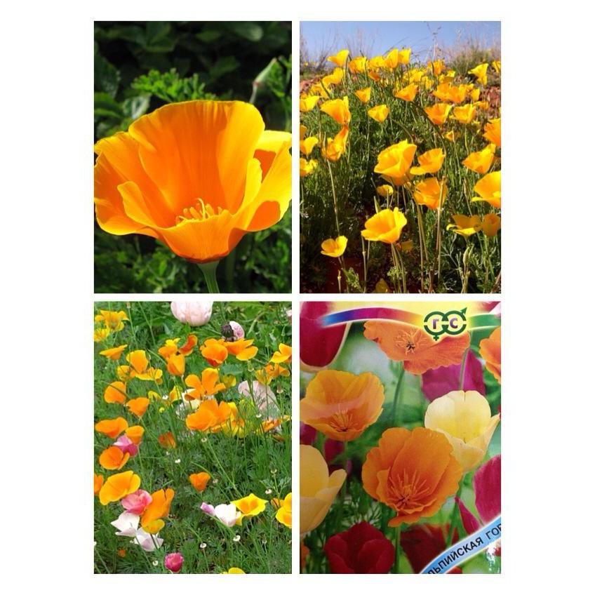 Hạt giống hoa poppy