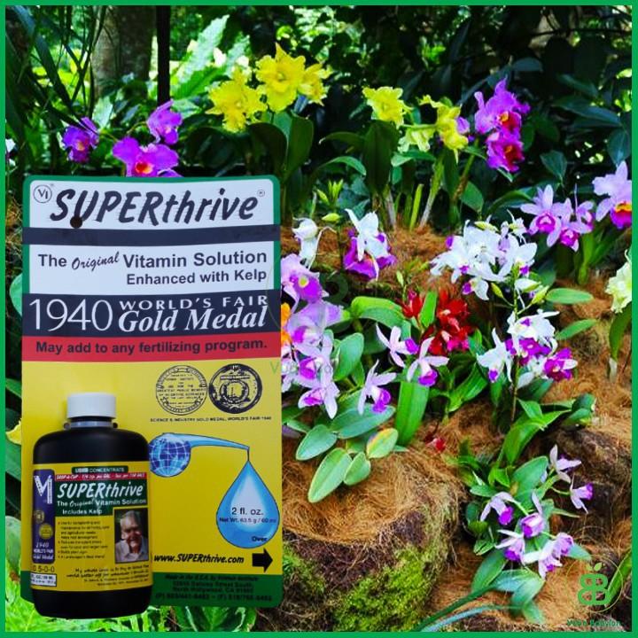 Phân bón superthrive kích thích tăng trưởng cây hoa kiểng 120ml