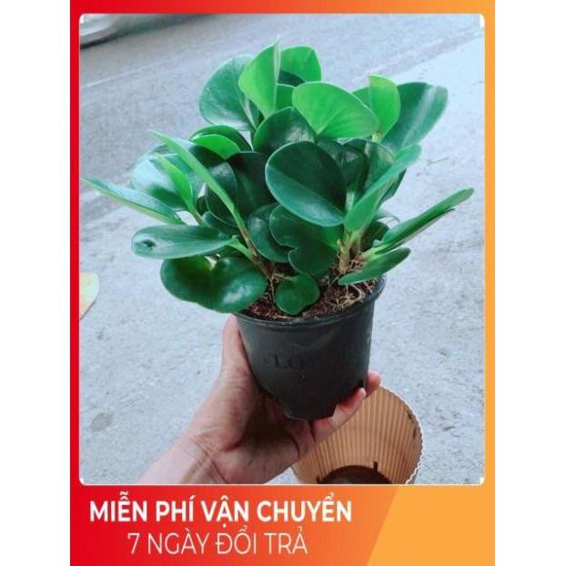 Cây Trường Sinh Kèm Chậu Tự Tưới