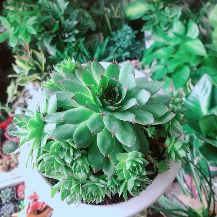 Chậu Cây Phật Bà Xanh