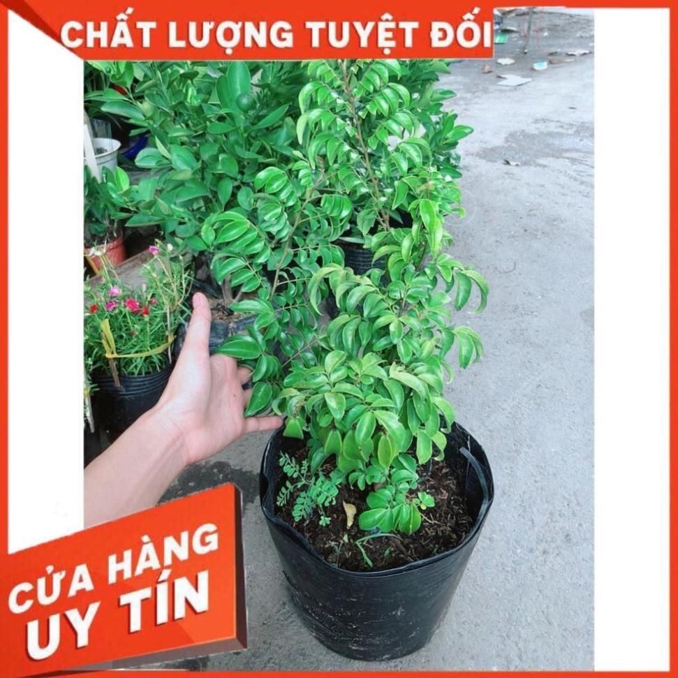 Cây Khế Nhiều Trái To