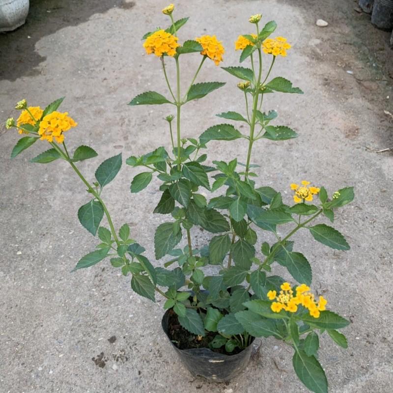Cây hoa ngũ sắc vàng chanh, hoa nở rộ quanh năm, rất dễ trồng và chăm sóc, cây hoa cảnh trồng công trình, ban công