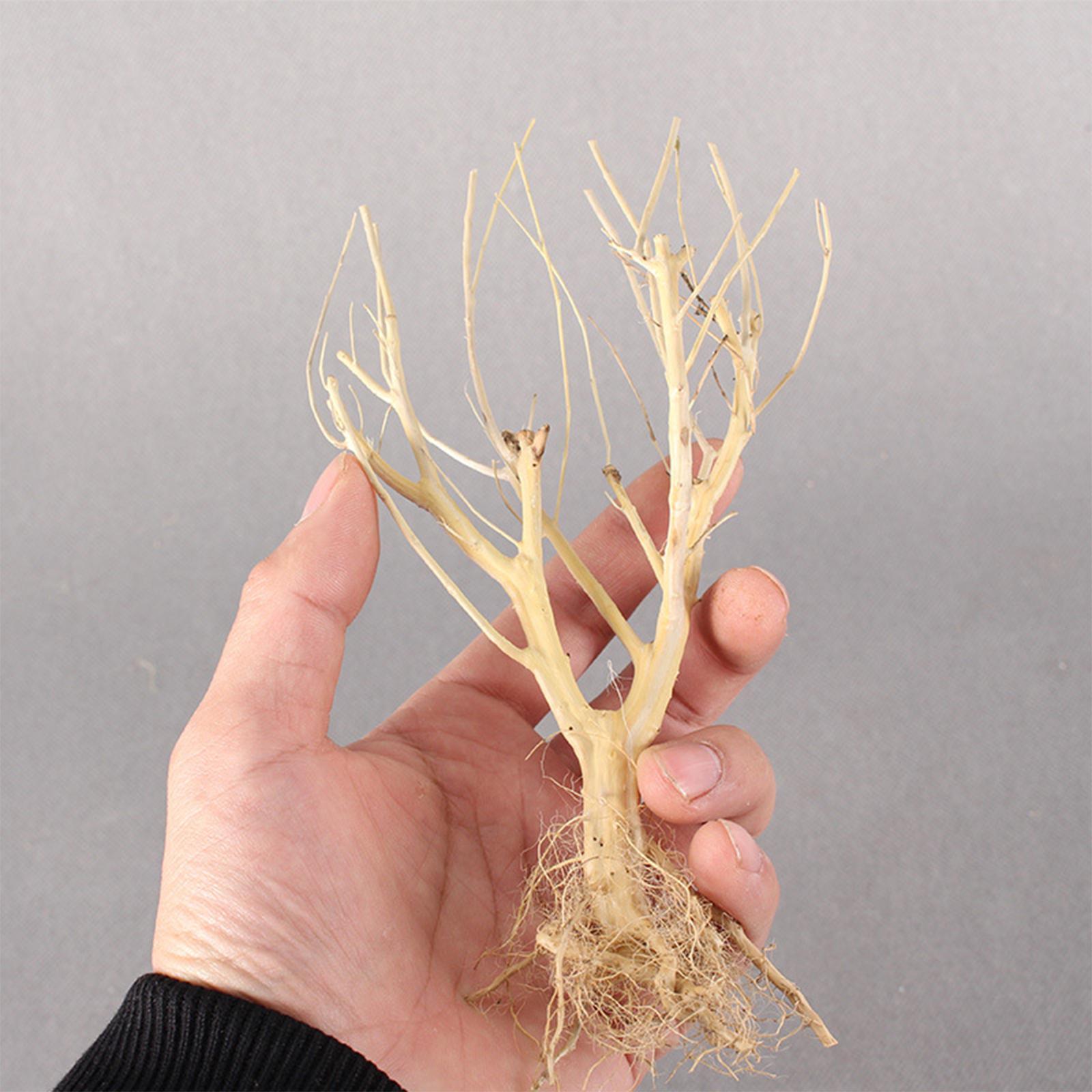 Aquatic  Aquarium Driftwood  Trunk Tree Branch Terrarium Decor