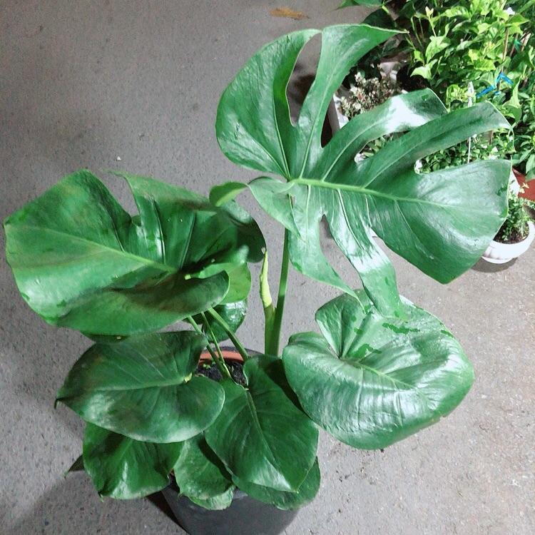 Trầu Bà Lá Rách