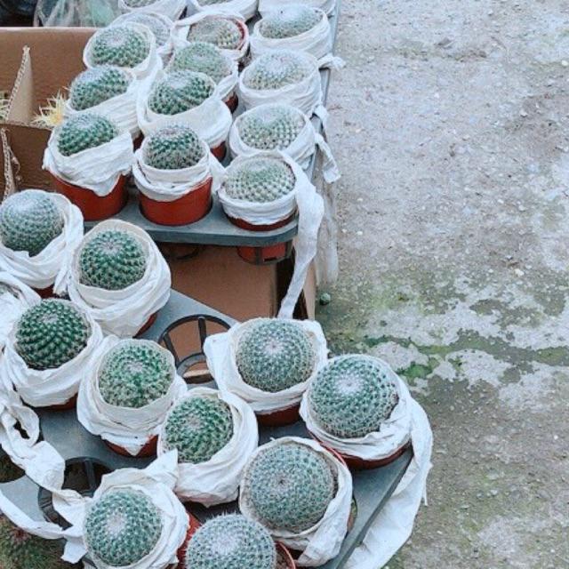 Xương rồng bánh sinh nhật