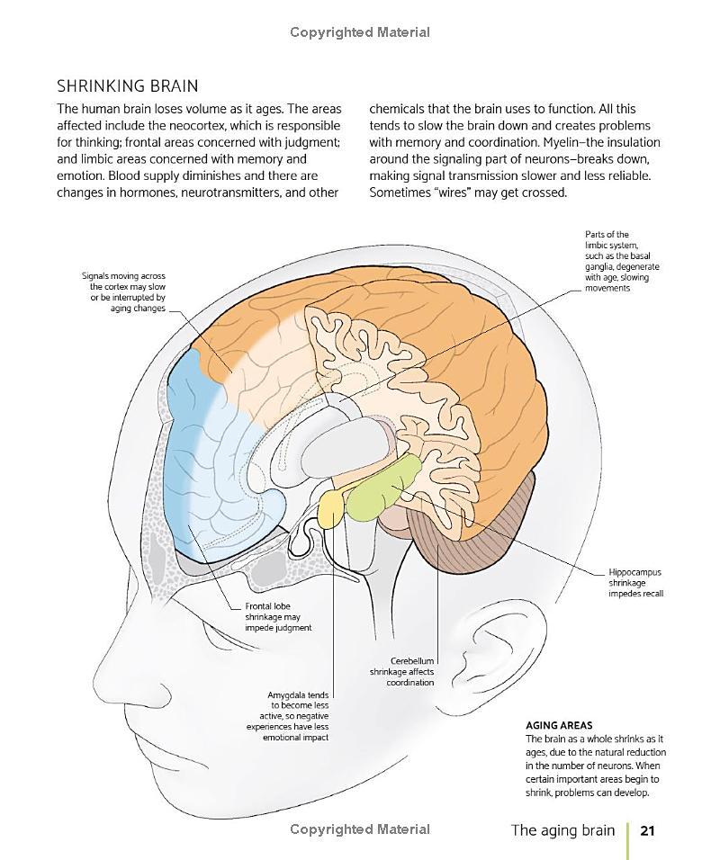 The Brain Fitness Book: Activities And Puzzles To Keep Your Mind Active And Healthy