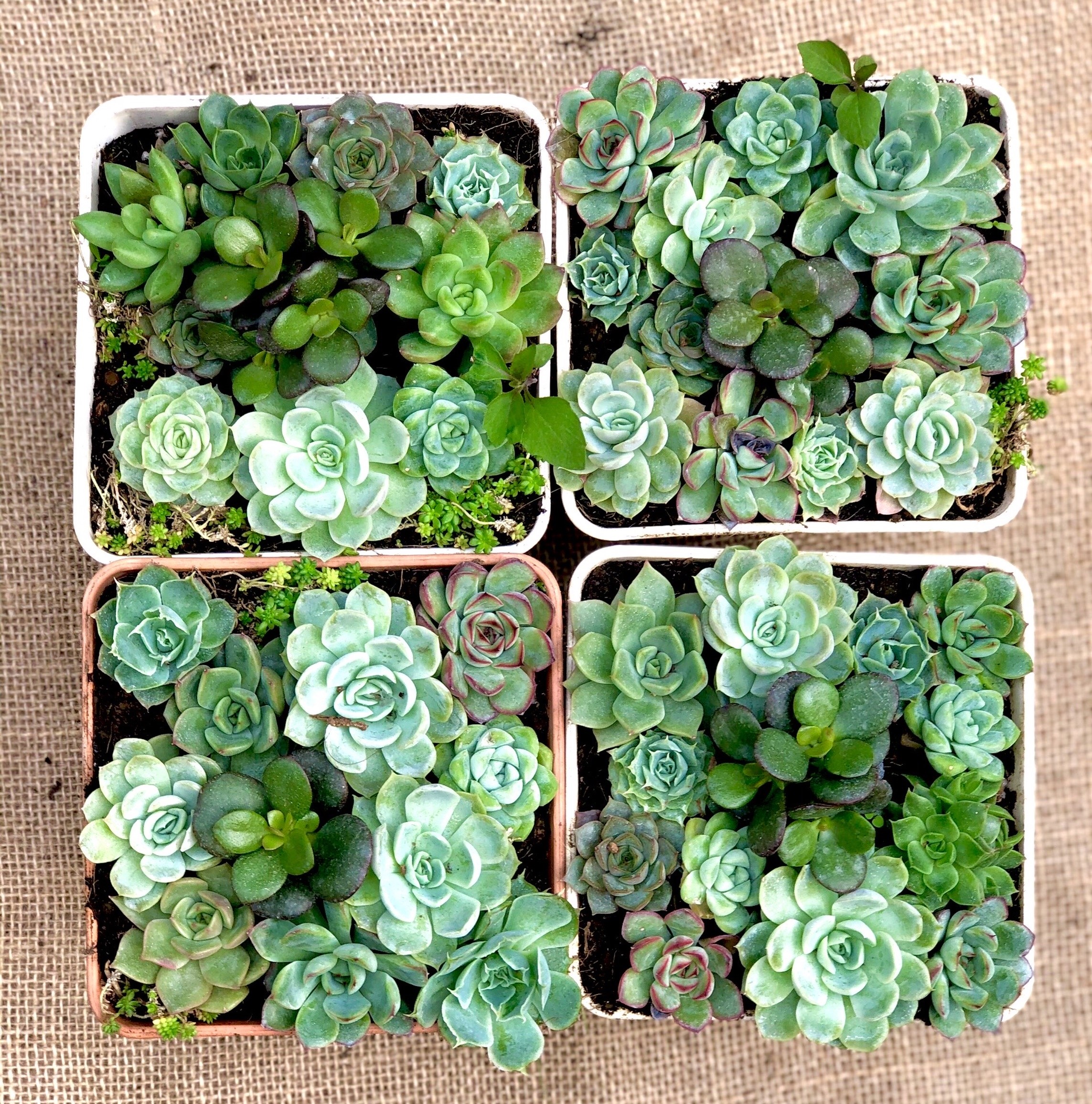 Chậu sen đá ghép nhiều loại