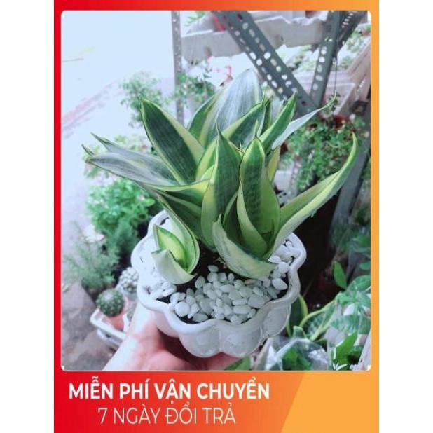 Chậu Lưỡi Hổ Thái Vàng