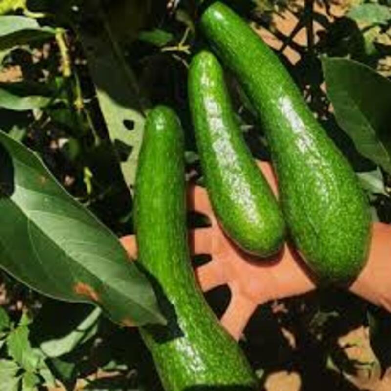CÂY GIỐNG BƠ 034 SIÊU NGON