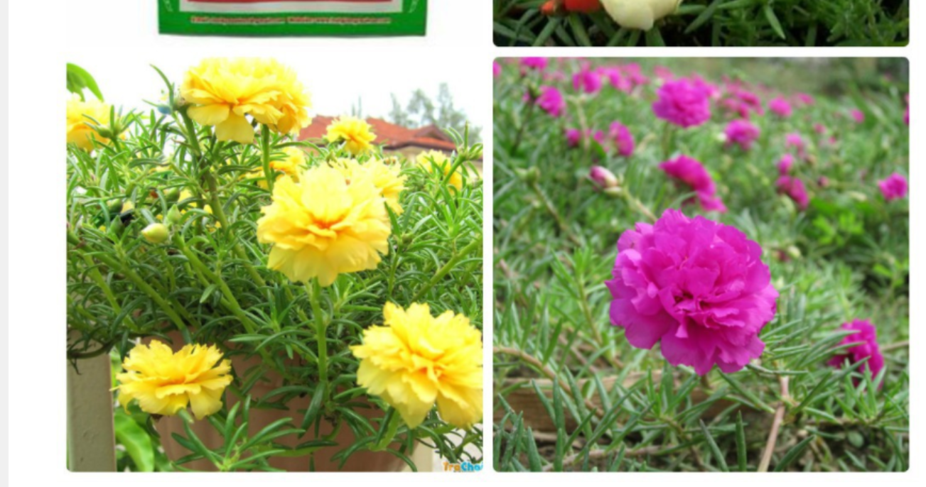 Hạt giống hoa mười giờ mix HN gói 0.01gr