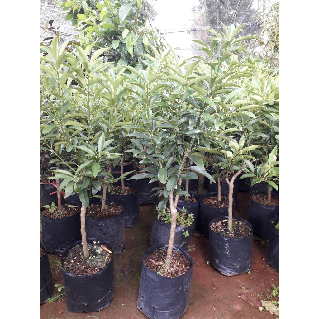 CÂY GIỐNG TẤC NGỌT SIÊU TRÁI