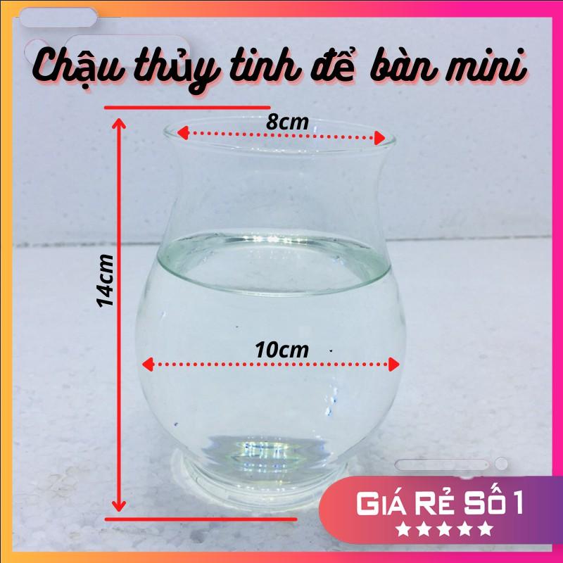 Chậu thủy tinh để bàn mini