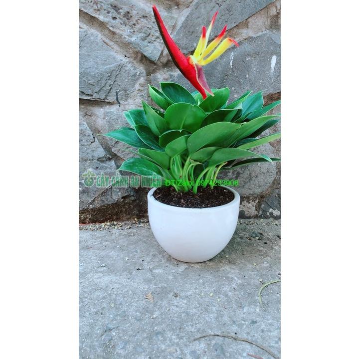 Chậu Cây Trầu Bà Đế Vương Xanh