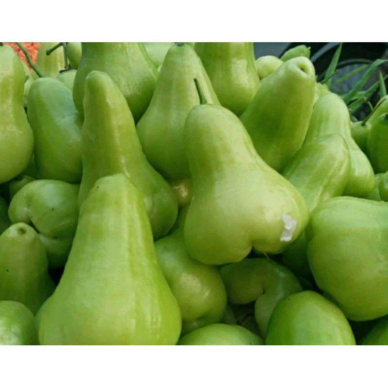 Cây Giống Mận Xanh Đường Trái To năng suất cao