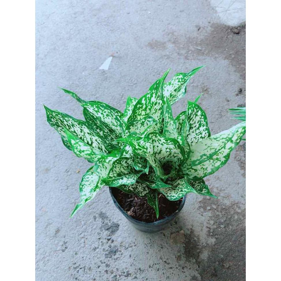 Cây Ngọc Ngân Bán Chạy
