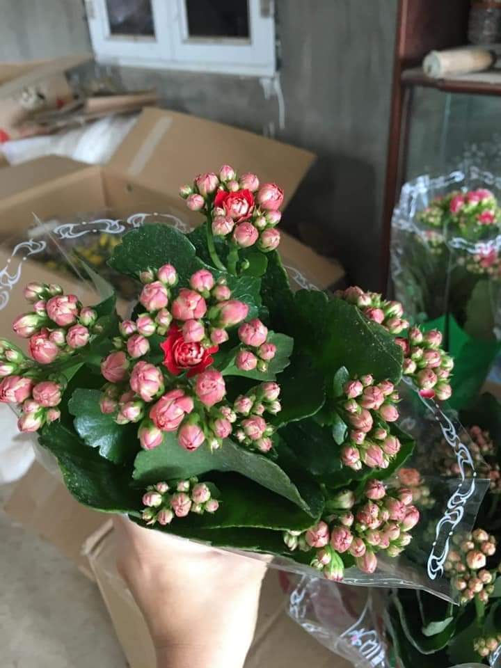 Cây hoa trường sinh hay cây hoa bỏng