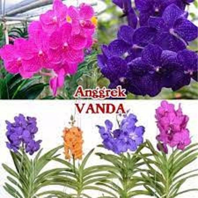 COMBO 5 CÂY GIỐNG LAN VANDA ĐỦ MÀU, HÀNG NHẬP THÁI LAN