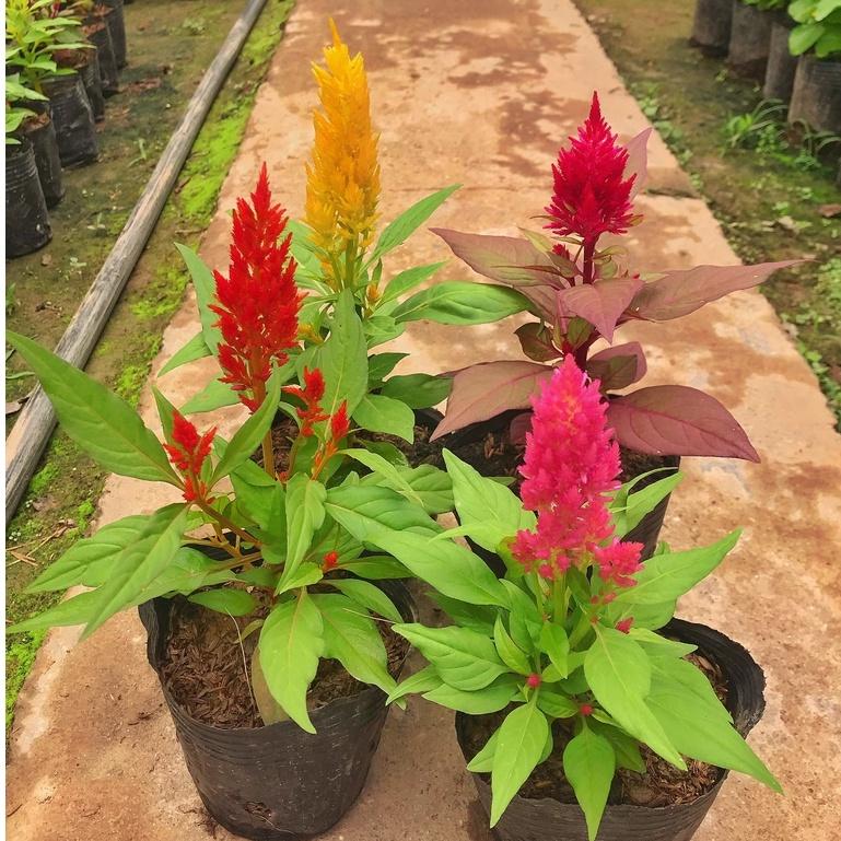 Hạt Giống Hoa Mào Gà Lửa Nhiều Màu -