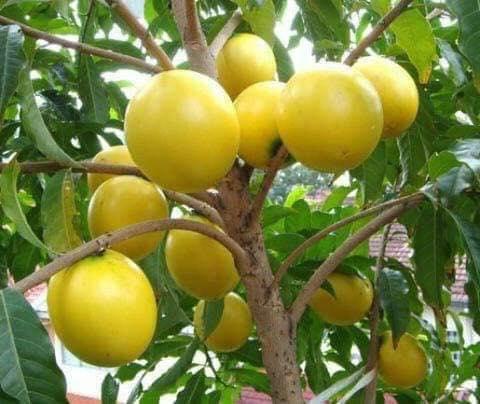 Cây Giống Vú Sữa Hoàng Kim trái lớn Cây ghép cành, cây lớn nhanh trái_Quả Siêu Ngọt