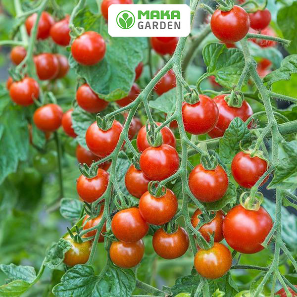 Hạt Giống Cà Chua Chịu Nhiệt Lai F1 Rado 28- Gói 0.1Gr- Dễ Trồng, Kháng Bệnh Tốt