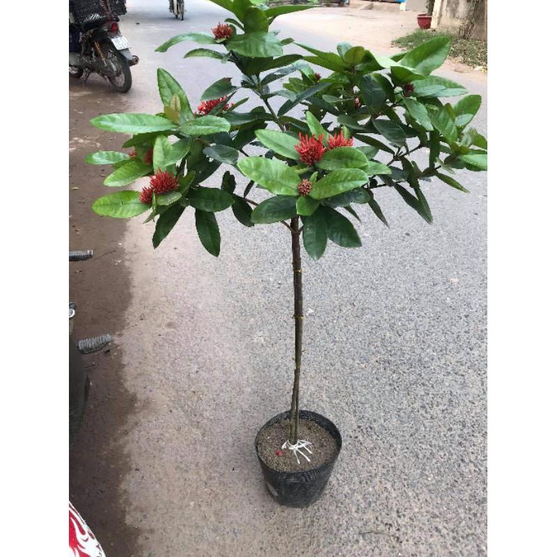 MẪU ĐƠN TA THOÁT THÂN TỪ 60CM