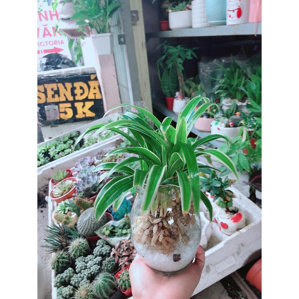 Chậu Cây Lan Chi Thủy Sinh