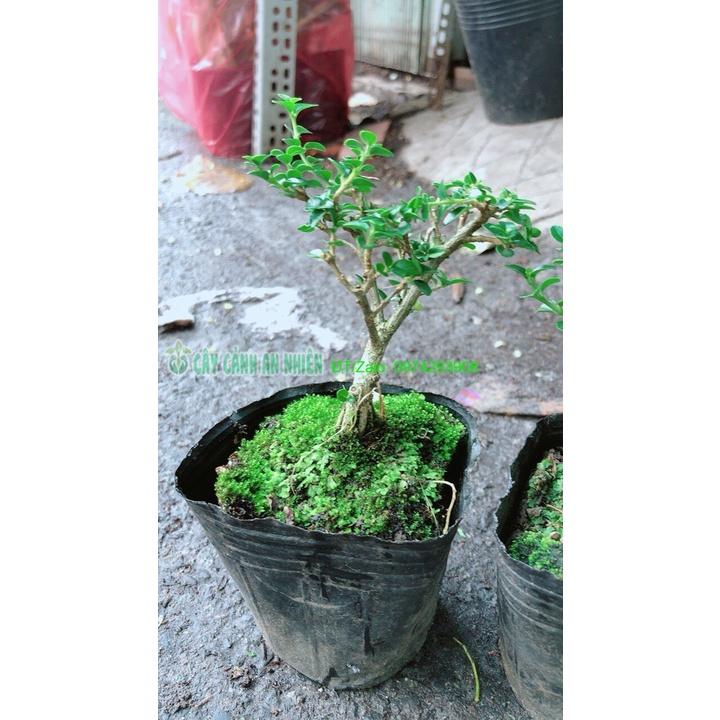 Sam Hương Bonsai