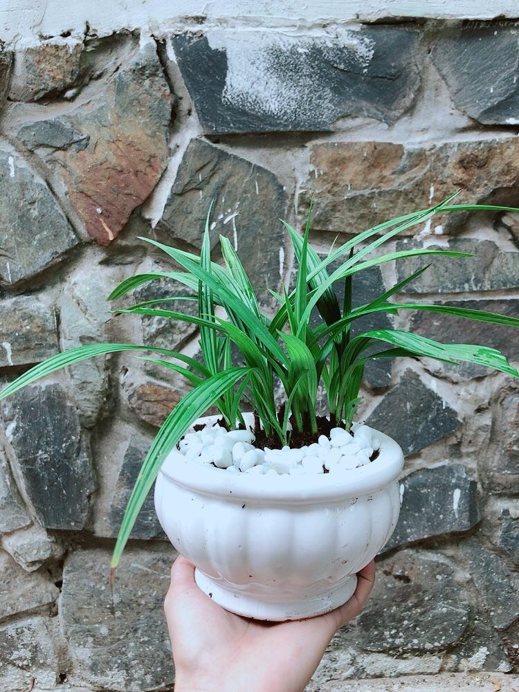 Chậu Cây Lan Đất Cho Hoa Màu Đỏ Hoặc Vàng