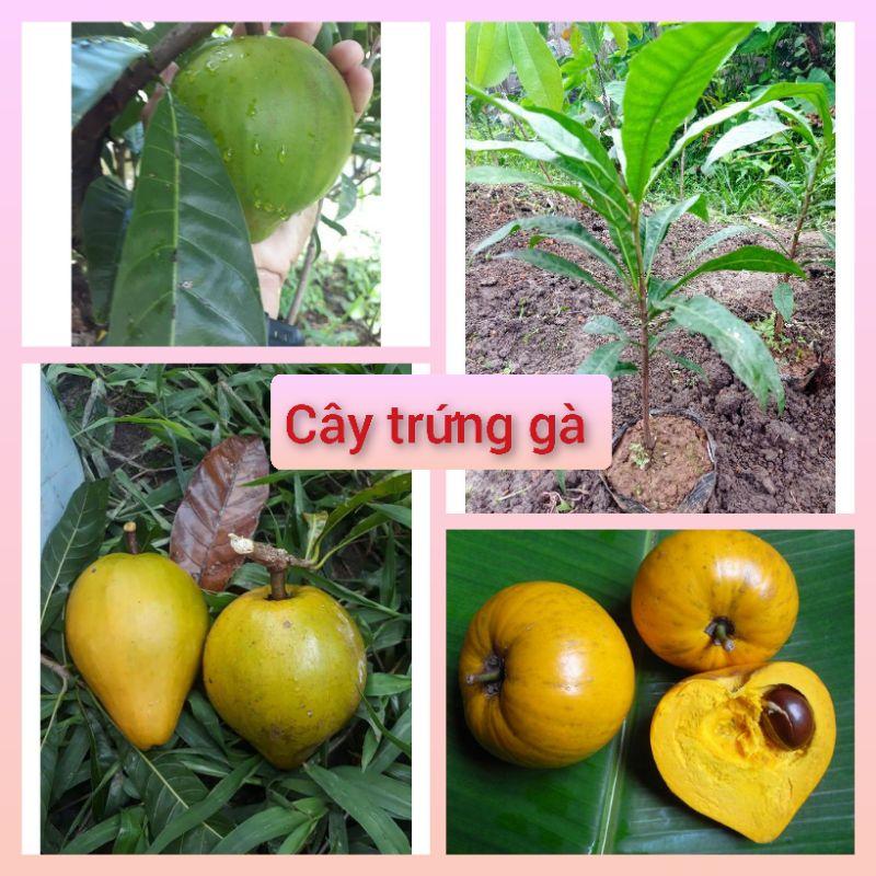 Cây trứng gà (lêkima)