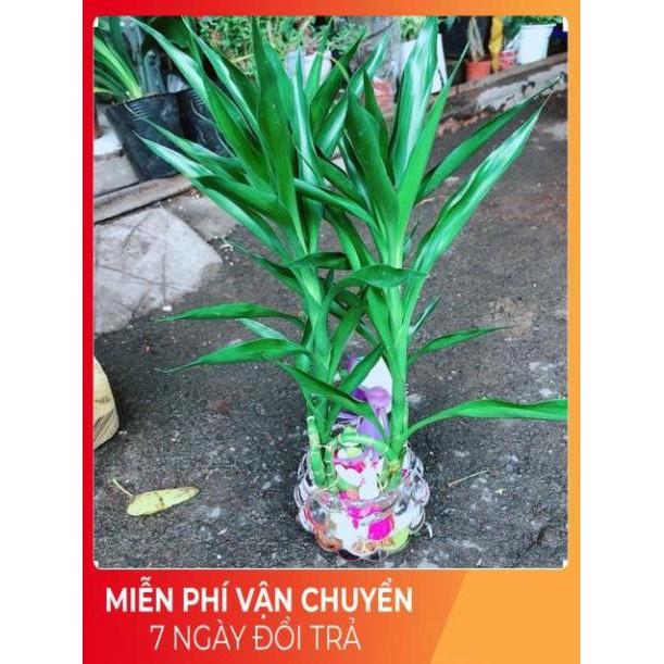 Chậu Cây Phát Tài