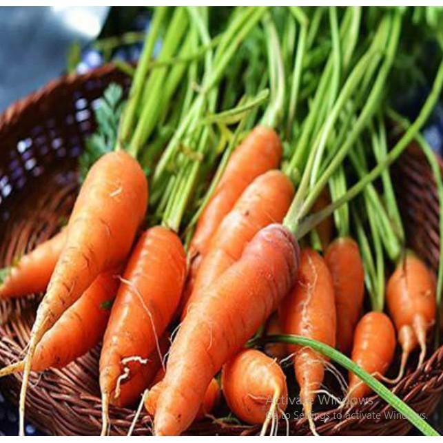 0,5gr hạt cà rốt củ to F1