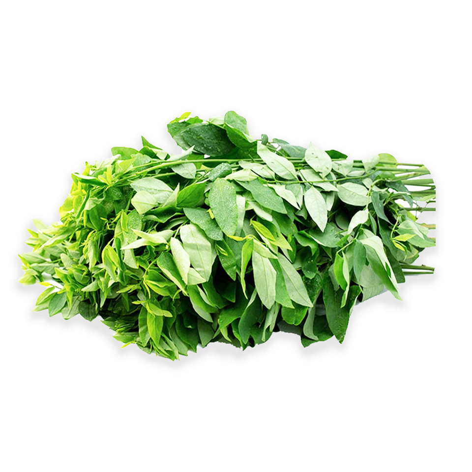 Hạt Giống Rau Ngót  - Rau Nhiều Dinh Dưỡng