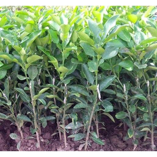 Cây giống bưởi tam hồng Cho Trái Siêu Sớm