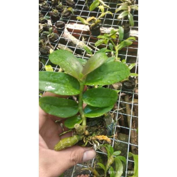 Hoa Lan Trầm Tím lai Giả Hạc+ 700g phân thỏ hữu cơ