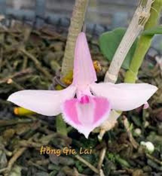 Phi điệp đột biến HỒNG GIA LAI CHẤT LƯỢNG UY TÍN