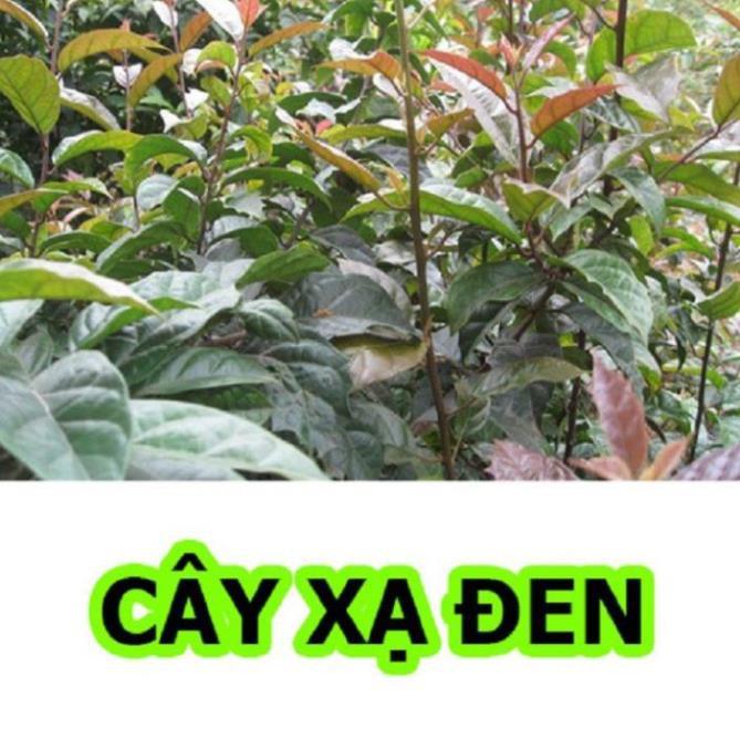 Cây xạ đen, thuần dược cây quý